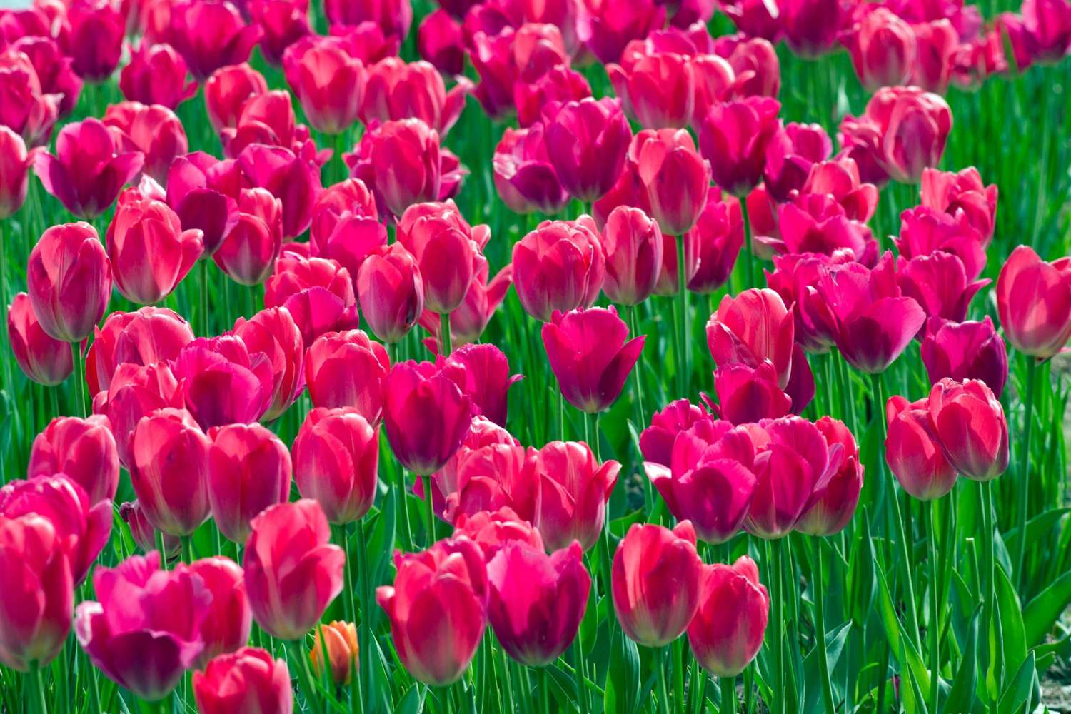 Tulpe 'Lady van Eijk'